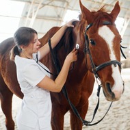 Study highlights safety gains in equine anaesthesia
