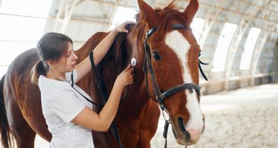 Study highlights safety gains in equine anaesthesia