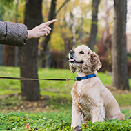 Survey shows ethical views inform owner training preferences