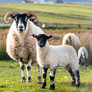 Sheep welfare threatened by livestock attacks
