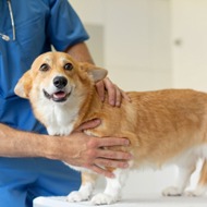 Study to reveal insights into degenerative myelopathy