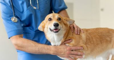 Study to reveal insights into degenerative myelopathy