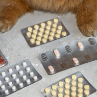 VMD publishes first Inspections and Enforcement report