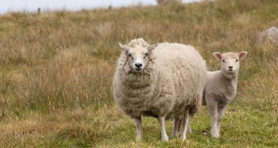 Nematodirus forecast tool 2026 goes live