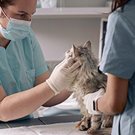 BVA shares governance fears for VSA reform