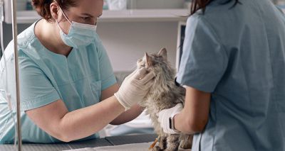 BVA shares governance fears for VSA reform