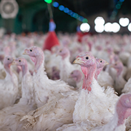 HPAI vaccine trials begin in the UK