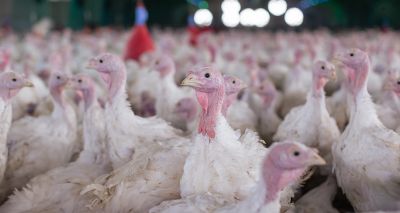 HPAI vaccine trials begin in the UK