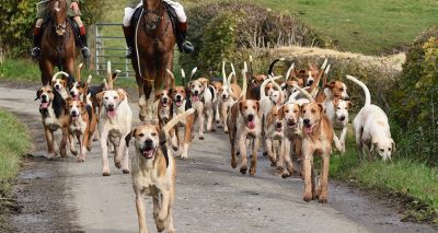 Government consulting on trail hunting ban