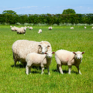 New livestock-worrying law comes into force