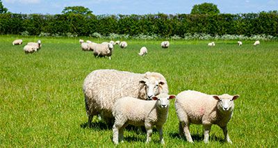 New livestock-worrying law comes into force