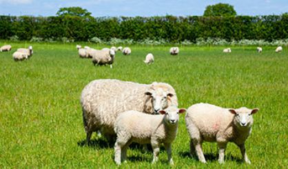 New livestock-worrying law comes into force