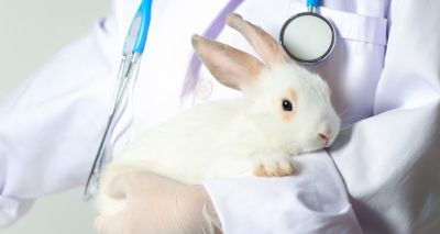 RWAF launches enhanced Rabbit Friendly Vet Scheme 