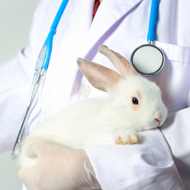 RWAF launches enhanced Rabbit Friendly Vet Scheme 
