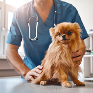 BVA and BSAVA call for 'contextualised' neutering