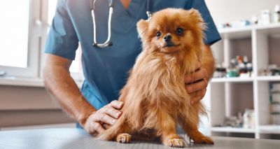 BVA and BSAVA call for 'contextualised' neutering