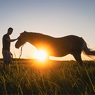 BEVA updates guidelines for equine euthanasia