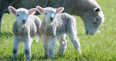 Views sought on lambing practices