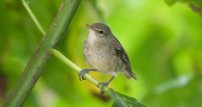 Island bird links gut health and immune system