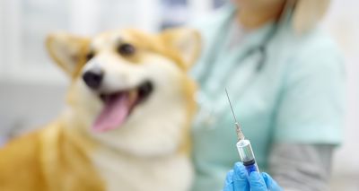 VMD asserts safety of Leptospira vaccine