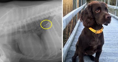 Vets retrieve fish hook from spaniel's stomach