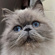 Corneal sequestrum surgery saves cat's sight