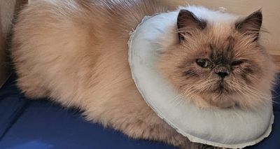 Corneal sequestrum surgery saves cat's sight