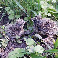 Public urged to give birds space this summer