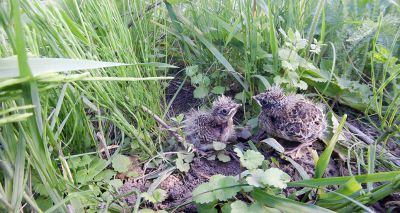 Public urged to give birds space this summer