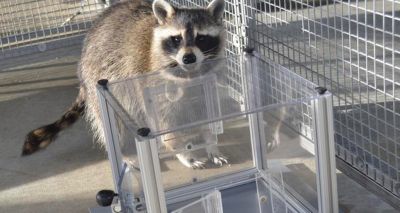 Raccoons solve puzzles for fun, study finds