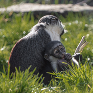Rare monkey gives birth after surgery saves foot