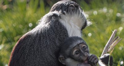Rare monkey gives birth after surgery saves foot
