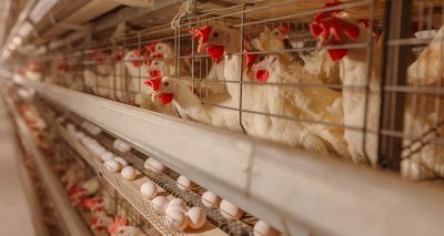 Artificial intelligence could predict bone strength in chickens