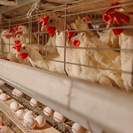 Artificial intelligence could predict bone strength in chickens