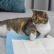 Biological 'quirk' linked to feline kidney disease