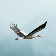 'Propeller theory' may explain wing and fin evolution