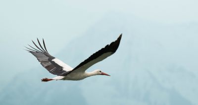 'Propeller theory' may explain wing and fin evolution