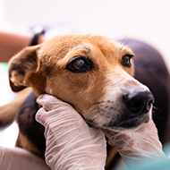 Fluorescent technology helps vets detect tumours in pets