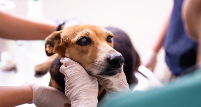 Fluorescent technology helps vets detect tumours in pets