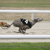 Welsh greyhound racing ban faces legal challenge