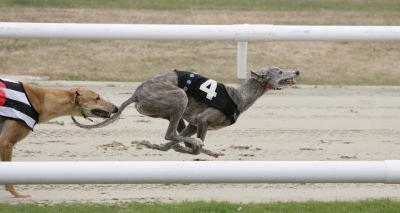 Welsh greyhound racing ban faces legal challenge
