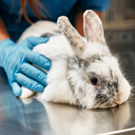 BSAVA PetSavers to fund exotics education research