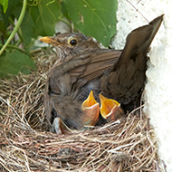 Pesticides contaminate 100 per cent of British garden birds tested