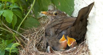 Pesticides contaminate 100 per cent of British garden birds tested