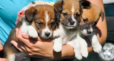 Illegal puppy purchases influence later health, study confirms