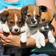 Illegal puppy purchases influence later health, study confirms