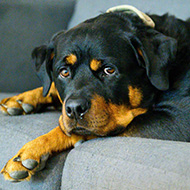 Research identifies biomarkers of osteoarthritis in dogs