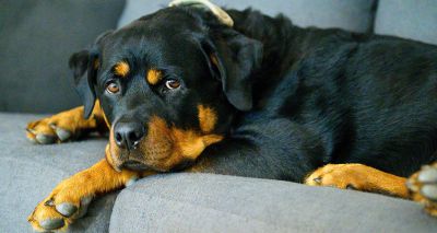 Research identifies biomarkers of osteoarthritis in dogs