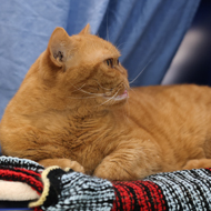 Pet appearance prioritised over health, survey finds