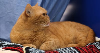 Pet appearance prioritised over health, survey finds